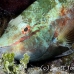 parrotfish_redband_gs_fc_h_0623_tci1558.jpg